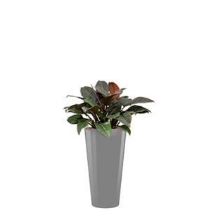 Deluxe All in 1 Hydrocultuur Philodendron imperial red rond zilver