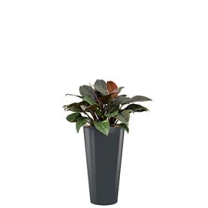 Deluxe All in 1 Hydrocultuur Philodendron imperial red rond antraciet