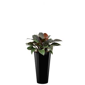 Deluxe All in 1 Hydrocultuur Philodendron imperial red rond zwart