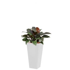 Deluxe All in 1 Hydrocultuur Philodendron imperial red vierkant wit