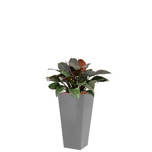 Deluxe All in 1 Hydrocultuur Philodendron imperial red vierkant zilver