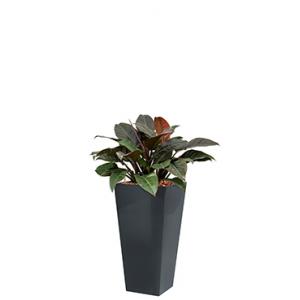 Deluxe All in 1 Hydrocultuur Philodendron imperial red vierkant antraciet