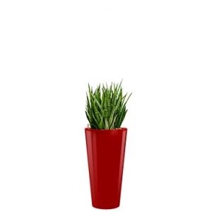 Deluxe All in 1 Hydrocultuur Sansevieria kirkii rond rood