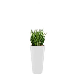 Deluxe All in 1 Hydrocultuur Sansevieria kirkii rond wit