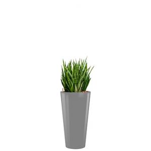 Deluxe All in 1 Hydrocultuur Sansevieria kirkii rond zilver