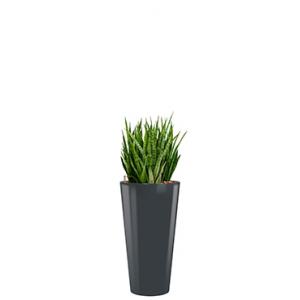 Deluxe All in 1 Hydrocultuur Sansevieria kirkii rond antraciet