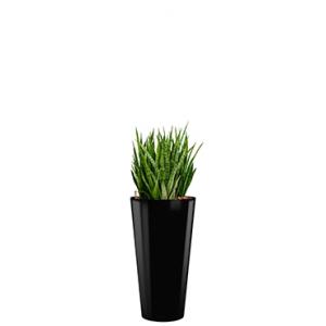 Deluxe All in 1 Hydrocultuur Sansevieria kirkii rond zwart