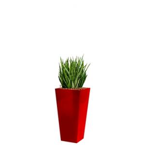 Deluxe All in 1 Hydrocultuur Sansevieria kirkii vierkant rood