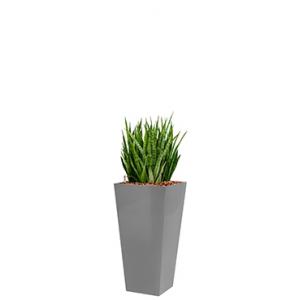 Deluxe All in 1 Hydrocultuur Sansevieria kirkii vierkant zilver