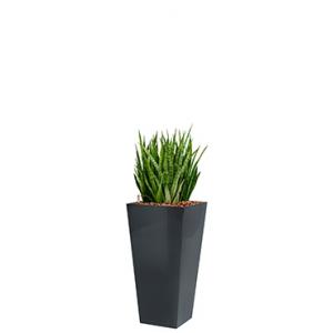 Deluxe All in 1 Hydrocultuur Sansevieria kirkii vierkant antraciet