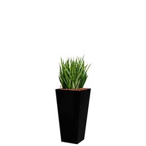 Deluxe All in 1 Hydrocultuur Sansevieria kirkii vierkant zwart