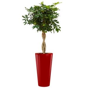 Deluxe All in 1 Hydrocultuur Schefflera arboricola rond rood