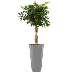 Deluxe All in 1 Hydrocultuur Schefflera arboricola rond zilver