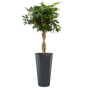 Deluxe All in 1 Hydrocultuur Schefflera arboricola rond antraciet