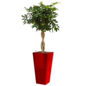 Deluxe All in 1 Hydrocultuur Schefflera arboricola vierkant rood