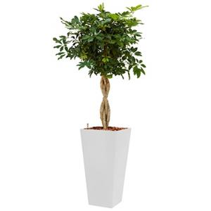 Deluxe All in 1 Hydrocultuur Schefflera arboricola vierkant wit