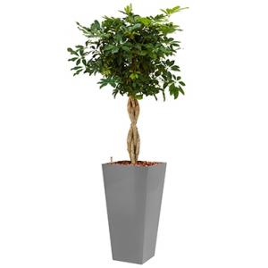 Deluxe All in 1 Hydrocultuur Schefflera arboricola vierkant zilver