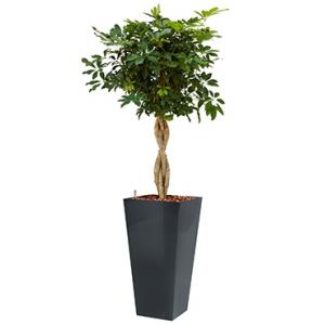 Deluxe All in 1 Hydrocultuur Schefflera arboricola vierkant antraciet