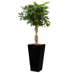 Deluxe All in 1 Hydrocultuur Schefflera arboricola vierkant zwart