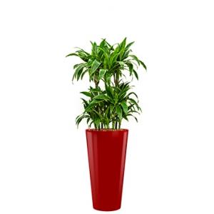 Premium All in 1 Hydrocultuur Dracaena arturo rond rood