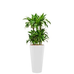 Premium All in 1 Hydrocultuur Dracaena arturo rond wit