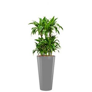 Premium All in 1 Hydrocultuur Dracaena arturo rond zilver