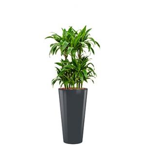 Premium All in 1 Hydrocultuur Dracaena arturo rond antraciet