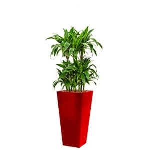 Premium All in 1 Hydrocultuur Dracaena arturo vierkant rood