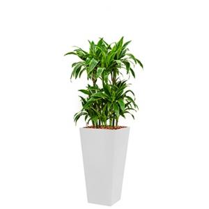 Premium All in 1 Hydrocultuur Dracaena arturo vierkant wit