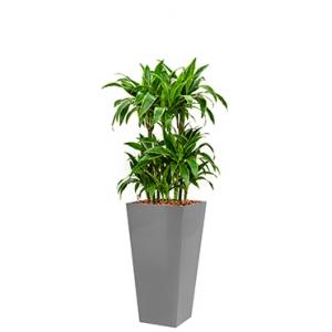 Premium All in 1 Hydrocultuur Dracaena arturo vierkant zilver