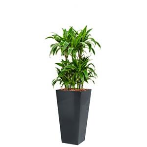 Premium All in 1 Hydrocultuur Dracaena arturo vierkant antraciet