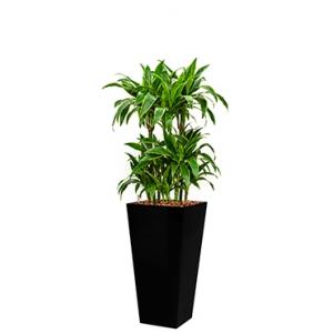 Premium All in 1 Hydrocultuur Dracaena arturo vierkant zwart