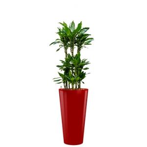 Premium All in 1 Hydrocultuur Dracaena janet lind rond rood