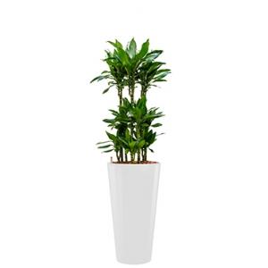 Premium All in 1 Hydrocultuur Dracaena janet lind rond wit