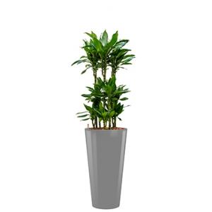 Premium All in 1 Hydrocultuur Dracaena janet lind rond zilver