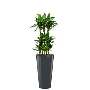 Premium All in 1 Hydrocultuur Dracaena janet lind rond antraciet