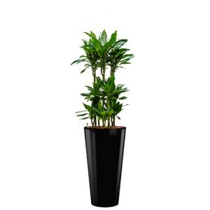 Premium All in 1 Hydrocultuur Dracaena janet lind rond zwart