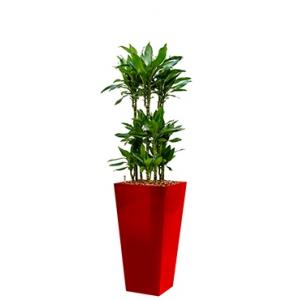 Premium All in 1 Hydrocultuur Dracaena janet lind vierkant rood