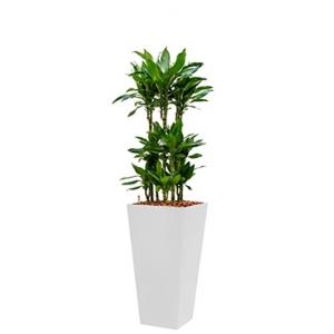 Premium All in 1 Hydrocultuur Dracaena janet lind vierkant wit