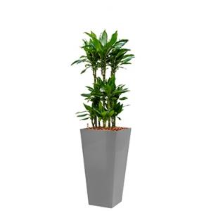 Premium All in 1 Hydrocultuur Dracaena janet lind vierkant zilver