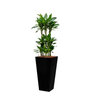 Premium All in 1 Hydrocultuur Dracaena janet lind vierkant zwart