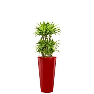 Premium All in 1 Hydrocultuur Dracaena lemon lime rond rood