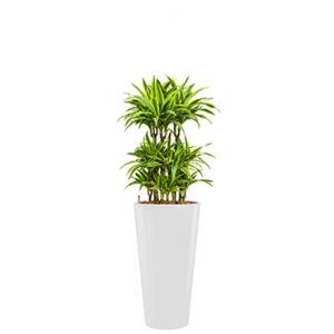 Premium All in 1 Hydrocultuur Dracaena lemon lime rond wit