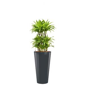 Premium All in 1 Hydrocultuur Dracaena lemon lime rond antraciet