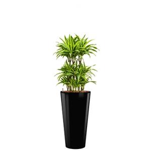 Premium All in 1 Hydrocultuur Dracaena lemon lime rond zwart