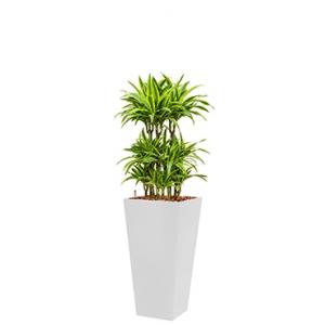 Premium All in 1 Hydrocultuur Dracaena lemon lime vierkant wit