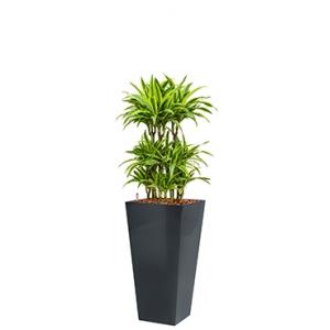 Premium All in 1 Hydrocultuur Dracaena lemon lime vierkant antraciet