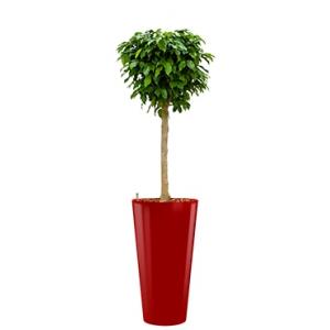 Premium All in 1 Hydrocultuur Ficus benjamina columnar rond rood