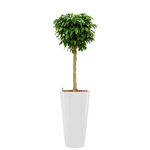 Premium All in 1 Hydrocultuur Ficus benjamina columnar rond wit