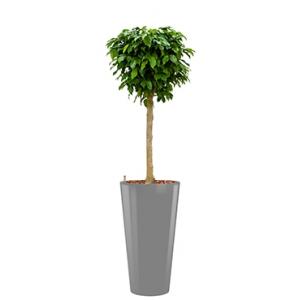 Premium All in 1 Hydrocultuur Ficus benjamina columnar rond zilver